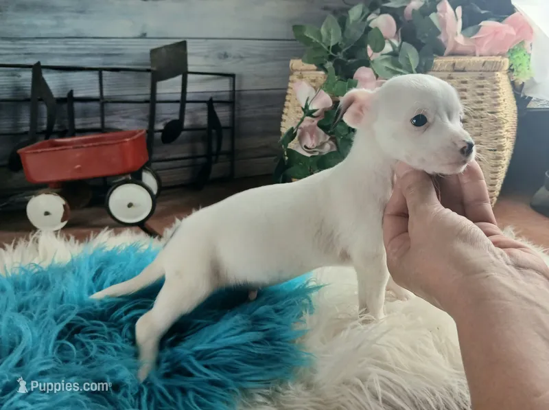 White teacup boy spot. Hand delivery – Chihuahua puppy for sale in Carthage, TX