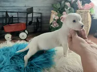 White teacup boy spot. Hand delivery, a male Chihuahua for sale in Carthage, TX – 3 of 6