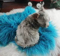 Nationwide Delivery Merle boy, a male Chihuahua for sale in Carthage, TX – Photo 5 of 6