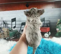 Nationwide Delivery Merle boy, a male Chihuahua for sale in Carthage, TX – Photo 4 of 6