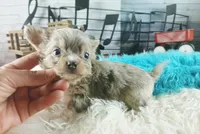 Nationwide Delivery Merle boy, a male Chihuahua for sale in Carthage, TX – Photo 6 of 6