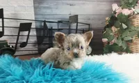 Nationwide Delivery Merle boy, a male Chihuahua for sale in Carthage, TX – Photo 1 of 6