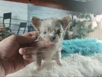 Nationwide Delivery Merle boy, a male Chihuahua for sale in Carthage, TX – Photo 2 of 6