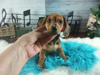 Gloria's wild boar lighter. Hand delivery, a male Miniature Dachshund for sale in Carthage, TX – 3 of 3