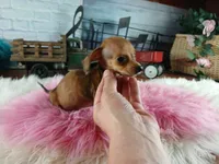 Suzies Teacup red girl.  Hand Delivery , a female Miniature Dachshund for sale in Carthage, TX – 4 of 10