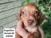 Sugars red girl. Hand delivery , a female Miniature Dachshund for sale in Carthage, TX – 2 of 6