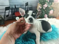 Blk white tri boy Hand Delivery , a male Chihuahua for sale in Carthage, TX – 2 of 5
