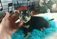 Blk tan tri boy B Hand Delivery , a male Chihuahua for sale in Carthage, TX – 3 of 7