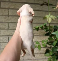 Sugars chocolate nose white girl. Hand delivery , a female Miniature Dachshund for sale in Carthage, TX – 3 of 5