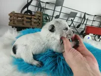 BlueHeeler-Delivery nationwide, a male Australian Cattle Dog for sale in Carthage, TX – Photo 4 of 5