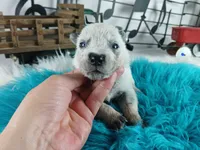 BlueHeeler-Delivery nationwide, a male Australian Cattle Dog for sale in Carthage, TX – Photo 1 of 5