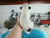 BlueHeeler-Delivery nationwide, a male Australian Cattle Dog for sale in Carthage, TX – Photo 3 of 5