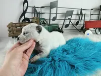 BlueHeeler-Delivery nationwide, a male Australian Cattle Dog for sale in Carthage, TX – Photo 2 of 5