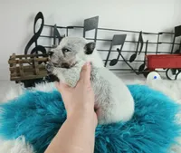 BlueHeeler-Delivery nationwide, a male Australian Cattle Dog for sale in Carthage, TX – Photo 5 of 5