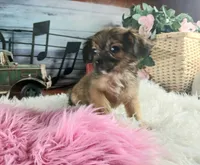 Long hair teacup girl applehead.  Hand Delivery , a female Chihuahua for sale in Carthage, TX – 7 of 7