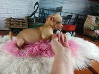 Autumns fawn girl. Hand Delivery , a female Chihuahua for sale in Carthage, TX – 7 of 10