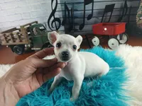 Haleys white boy. Hand Delivery , a male Chihuahua for sale in Carthage, TX – 2 of 2