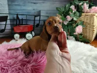 Sugars red girl. Hand delivery , a female Miniature Dachshund for sale in Carthage, TX – 4 of 6