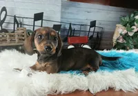 Gloria's darker boy. Hand delivery , a male Miniature Dachshund for sale in Carthage, TX – 3 of 5