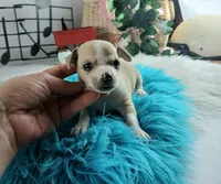 Nationwide Delivery Cece's fawn white boy, a male Chihuahua for sale in Carthage, TX – Photo 2 of 7