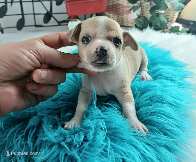 Nationwide Delivery Cece's fawn white boy, a male Chihuahua for sale in Carthage, TX – Photo 1 of 7