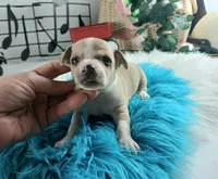 Nationwide Delivery Cece's fawn white boy, a male Chihuahua for sale in Carthage, TX – Photo 3 of 7