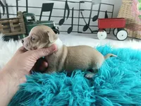 Nationwide Delivery Cece's fawn white boy, a male Chihuahua for sale in Carthage, TX – Photo 7 of 7