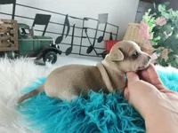 Nationwide Delivery Cece's fawn white boy, a male Chihuahua for sale in Carthage, TX – Photo 6 of 7