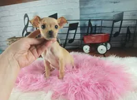 Light fawn girl chi. Hand delivery , a female Chihuahua for sale in Carthage, TX – 5 of 8