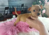 Red fawn girl chi. Hand delivery , a female Chihuahua for sale in Carthage, TX – 4 of 6