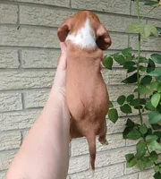 Sugars Red white boy. Hand delivery , a male Miniature Dachshund for sale in Carthage, TX – 2 of 6