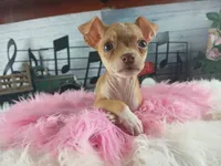 Teacup fawn girl white 2, a female Chihuahua for sale in Carthage, TX – 2 of 10