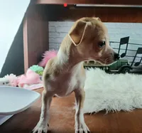 Popcorns red dot male. Hand delivery, a male Chihuahua for sale in Carthage, TX – 2 of 7