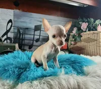 Vanillas cream teacup boy. Hand Delivery , a male Chihuahua for sale in Carthage, TX – 8 of 10