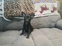 Black chi girl. Hand delivery , a female Chihuahua for sale in Carthage, TX – 4 of 4