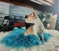 Teacup fawn white boy. Hand Delivery , a male Chihuahua for sale in Carthage, TX – 9 of 10
