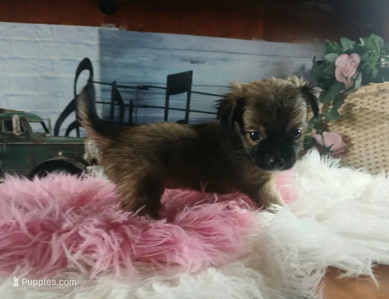 Long hair teacup girl applehead.  Hand Delivery  – Chihuahua puppy for sale in Carthage, TX
