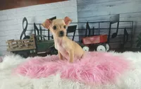 Light fawn girl chi. Hand delivery , a female Chihuahua for sale in Carthage, TX – 3 of 8
