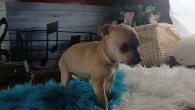 Haleys fawn boy. Hand Delivery , a male Chihuahua for sale in Carthage, TX – 7 of 7