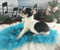 Blk white tri boy Hand Delivery , a male Chihuahua for sale in Carthage, TX – 3 of 5