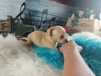 Autumns fawn boy. Hand Delivery , a male Chihuahua for sale in Carthage, TX – 8 of 9