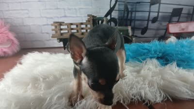 Haleys blk and tan boy. Hand Delivery , a male Chihuahua for sale in Carthage, TX – 10 of 10