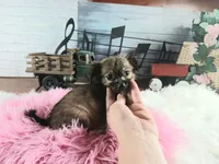 Long hair teacup girl applehead.  Hand Delivery , a female Chihuahua for sale in Carthage, TX – 5 of 7
