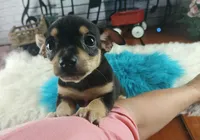 Blk tan tri boy B Hand Delivery , a male Chihuahua for sale in Carthage, TX – 6 of 7