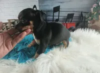 Autumns blk and tan boy. Hand Delivery , a male Chihuahua for sale in Carthage, TX – 3 of 10