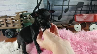 Vanillas black girl. Hand Delivery , a female Chihuahua for sale in Carthage, TX – 9 of 9