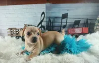 Autumns fawn boy. Hand Delivery , a male Chihuahua for sale in Carthage, TX – 3 of 9