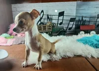 Hand delivery. Popcorn white dot chihuahua, a male Chihuahua for sale in Carthage, TX – 7 of 7
