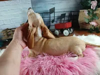 Sugar Pies cream girl. Hand Delivery , a female Miniature Dachshund for sale in Carthage, TX – 4 of 9