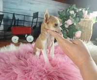 Micro teacup white fawn girl. Hand Delivery , a female Chihuahua for sale in Carthage, TX – 2 of 10